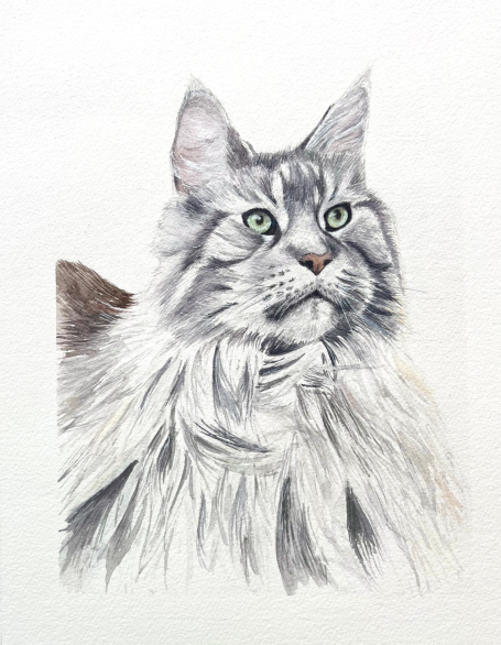 portrait d'un Main coon portrait d'animaux sur commande