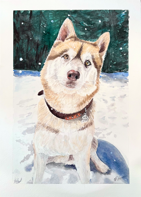 Portrait d'animaux : Le husky plein d'amour Peinture personnalisée d'Aquarelle chien de race husky, assis dans la neige, avec un regard curieux.
